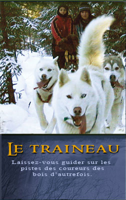 chiens de traineau qubec image