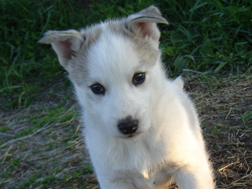 chien