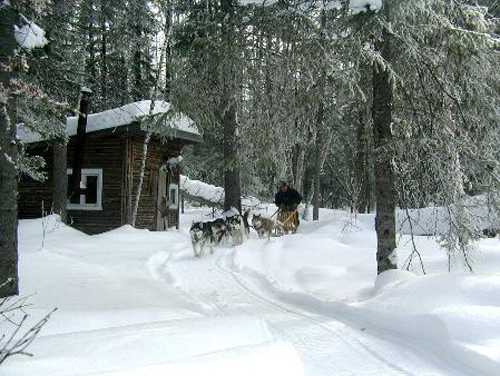 traineau_a_chiens