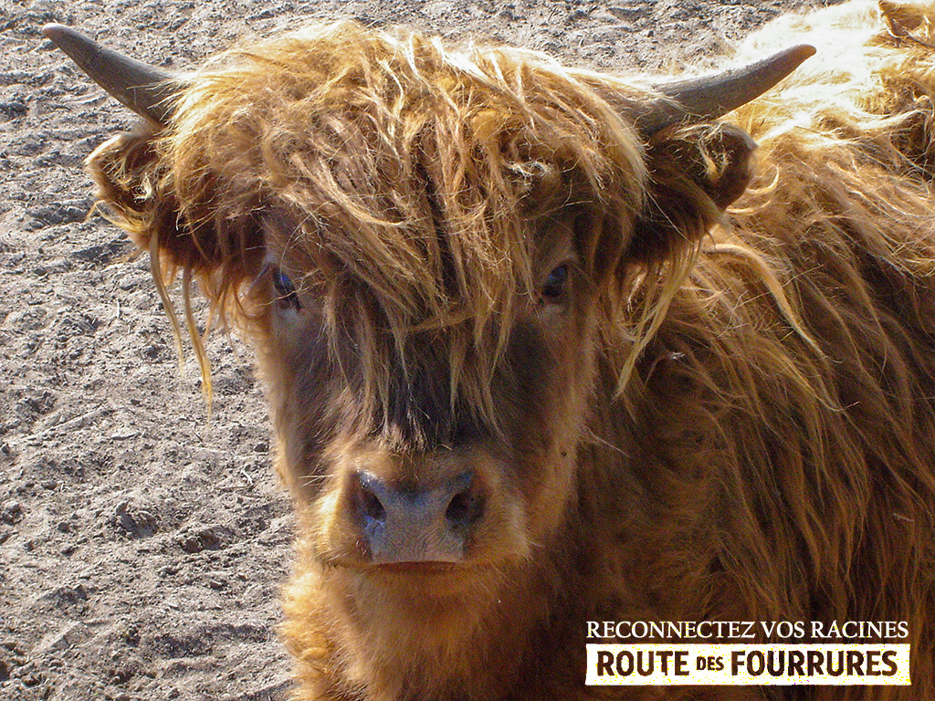equitation_cheval_route_des_fourrures