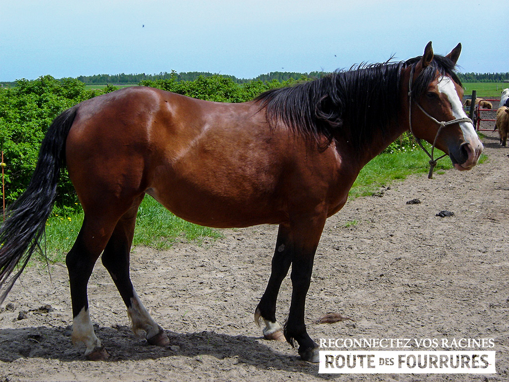 equitation_cheval_route_des_fourrures