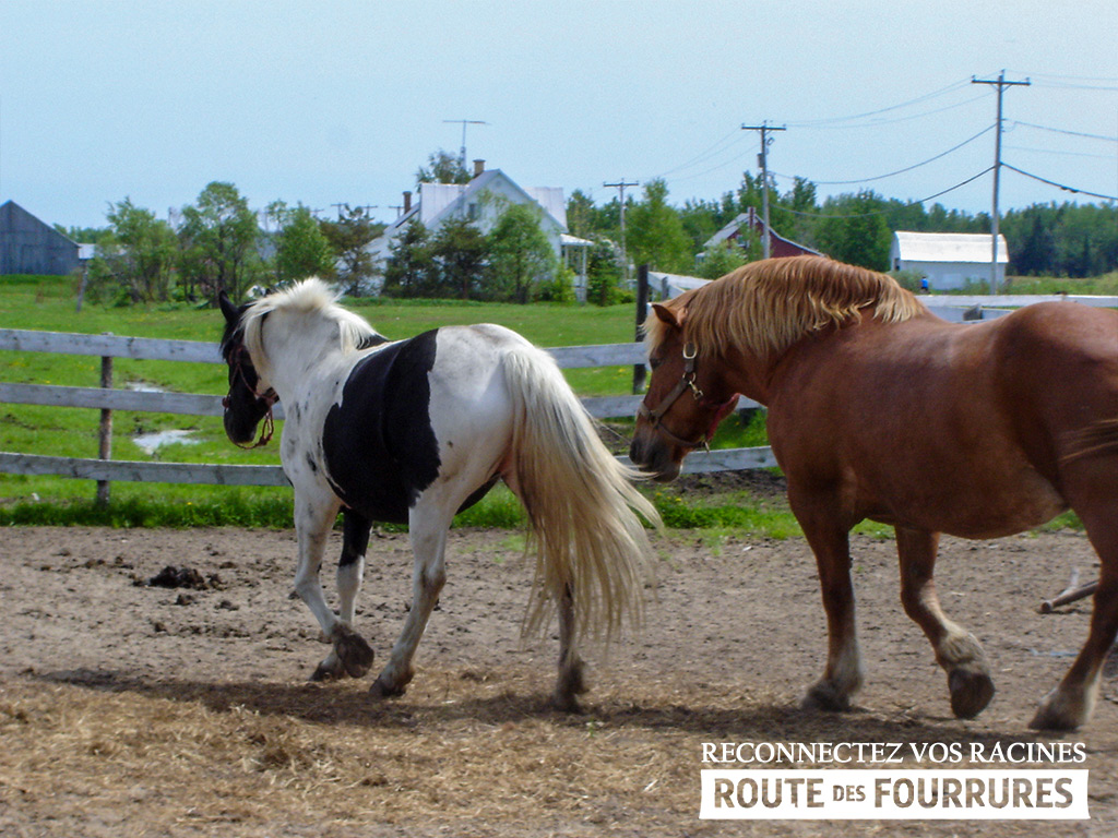 equitation_cheval_route_des_fourrures