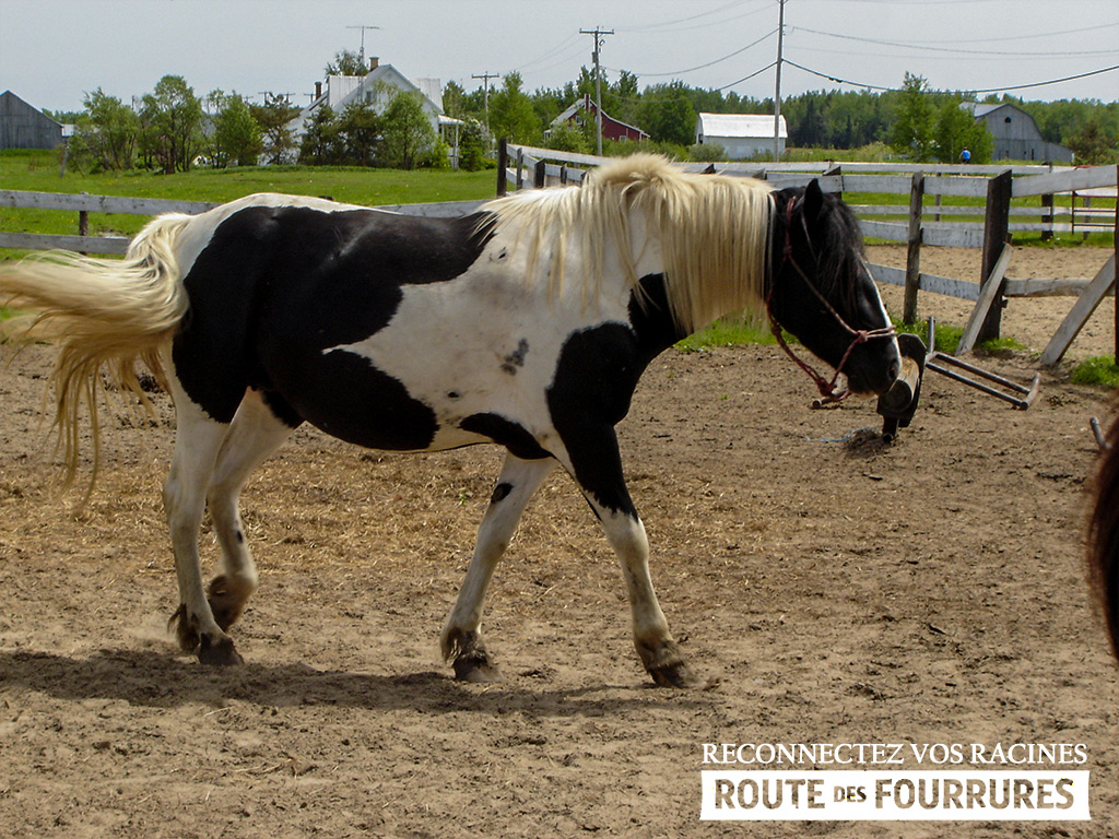 equitation_cheval_route_des_fourrures