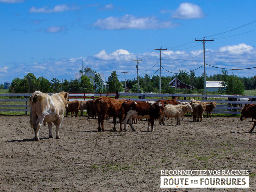 equitation_cheval_route_des_fourrures