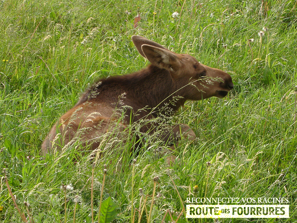 equitation_cheval_route_des_fourrures