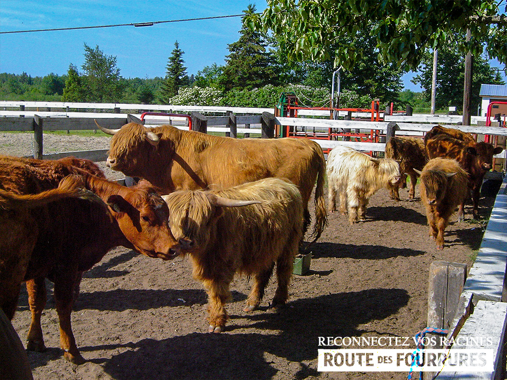 equitation_cheval_route_des_fourrures