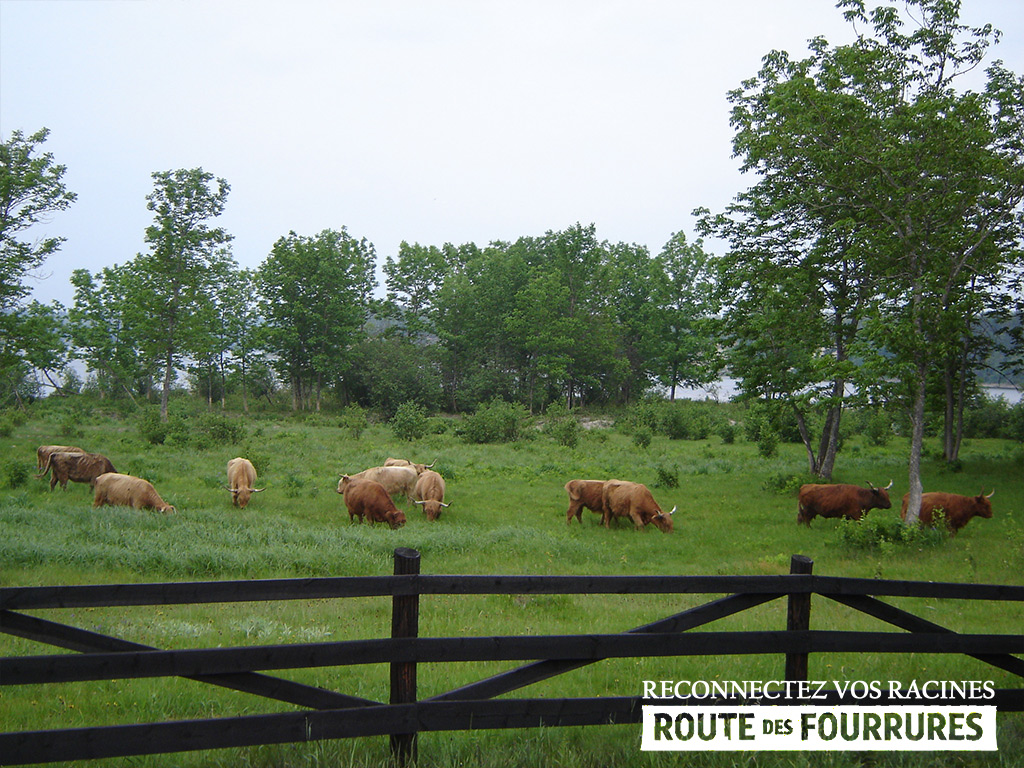 equitation_cheval_route_des_fourrures