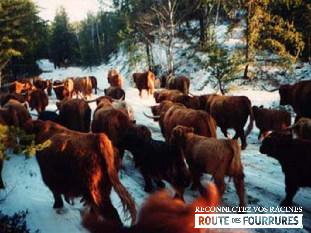 equitation_cheval_route_des_fourrures
