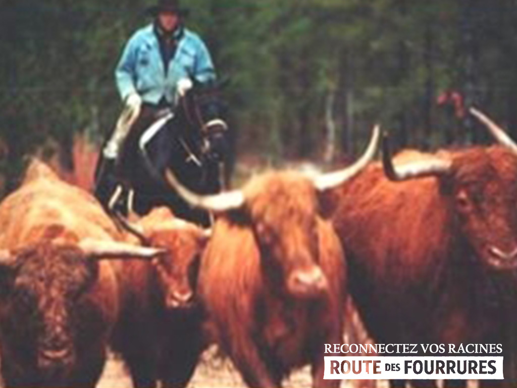 equitation_cheval_route_des_fourrures